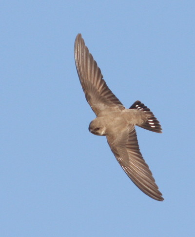 Pretty Crag martin