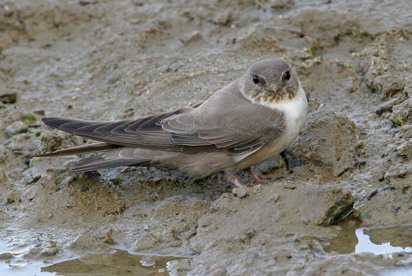 Pretty Crag martin