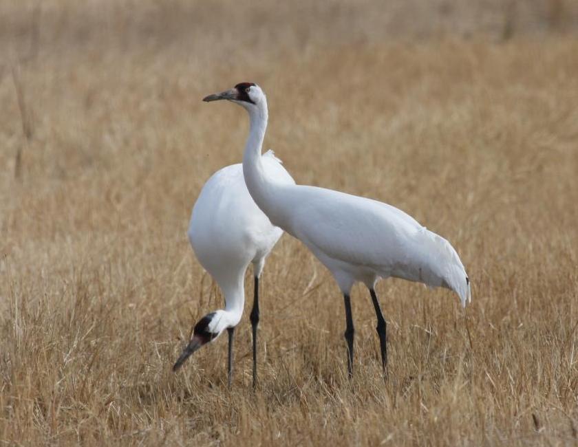 Pretty Crane