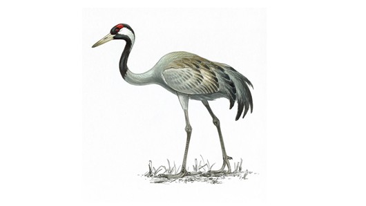 Cute Crane