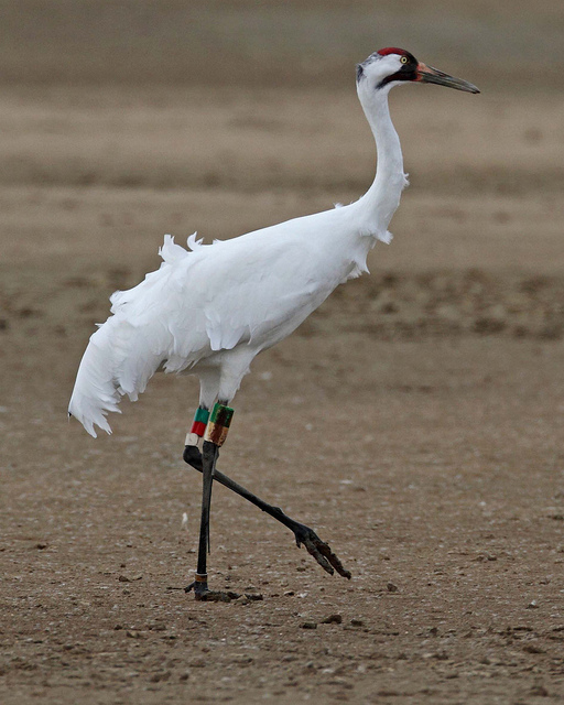 Wallpaper Crane