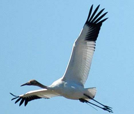 Photo Crane