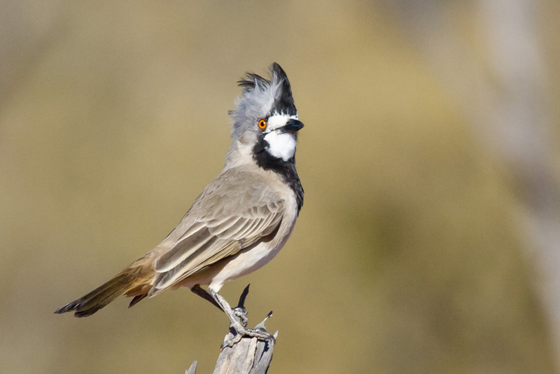 Crested bellbird