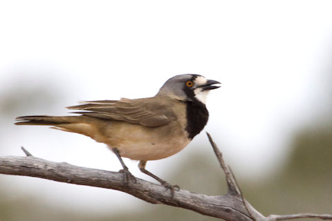 Pretty Crested bellbird