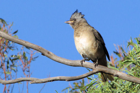 Pretty Crested bellbird