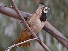 Pretty Crested bellbird