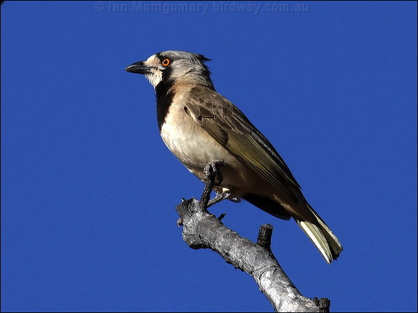 Pretty Crested bellbird
