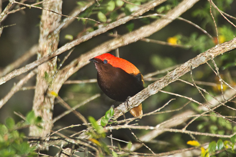 Pretty Crested bird of paradise