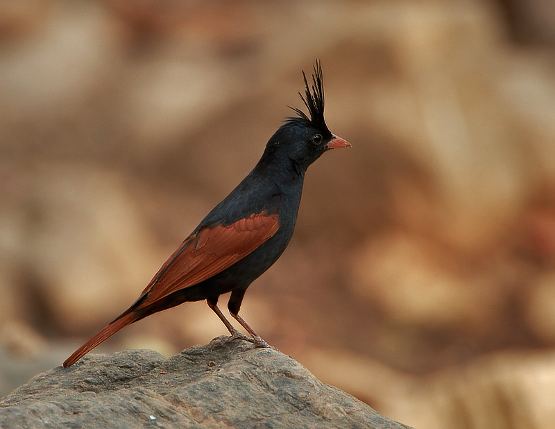 Pretty Crested bunting