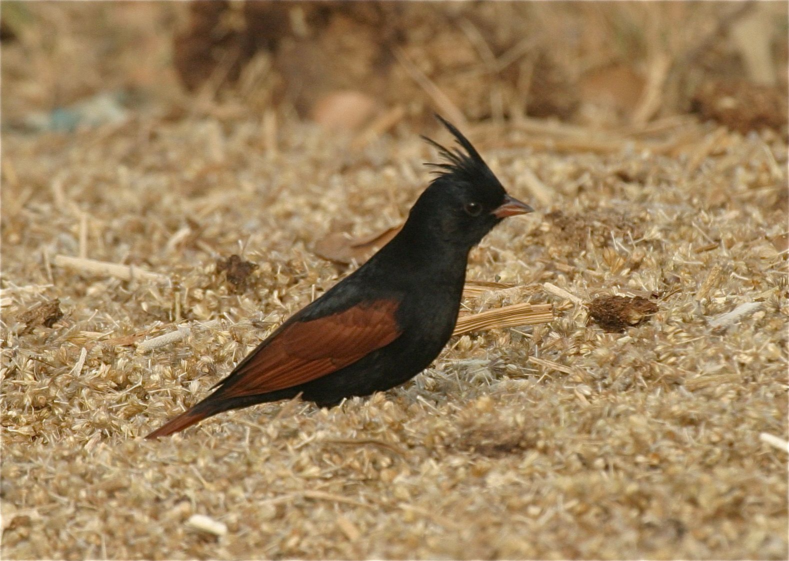 Pretty Crested bunting