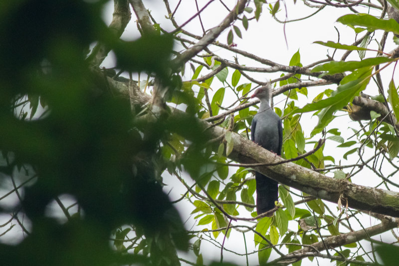 Pretty Crested cuckoo-dove