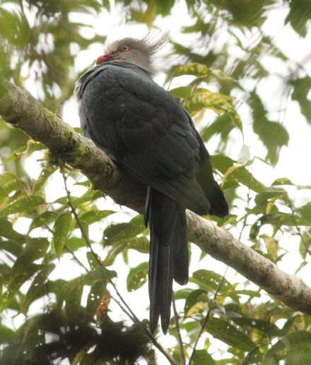Pretty Crested cuckoo-dove