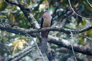 Pretty Crested cuckoo-dove