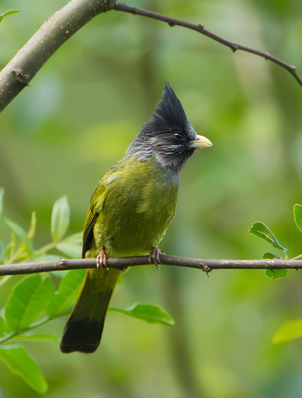 Crested finchbill