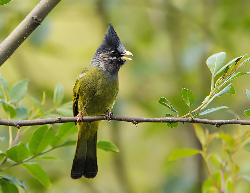 Pretty Crested finchbill