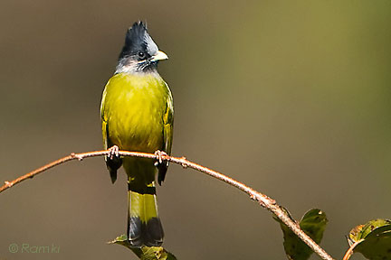 Pretty Crested finchbill