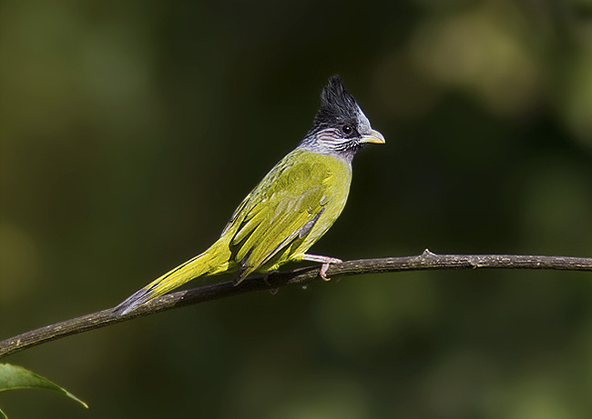 Pretty Crested finchbill