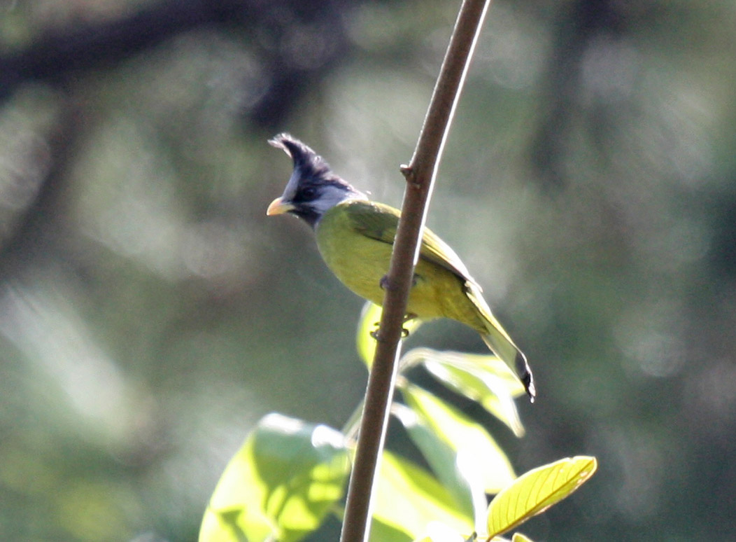 Pretty Crested finchbill