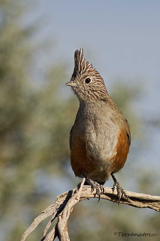 Pretty Crested gallito