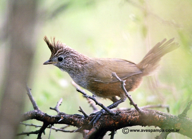 Pretty Crested gallito
