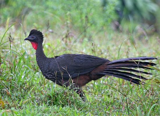 Crested guan