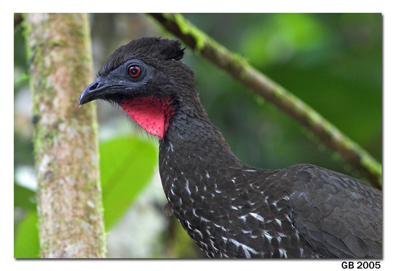 Pretty Crested guan