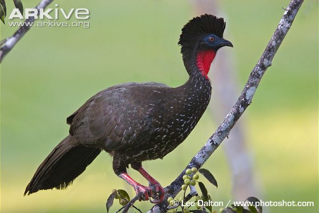 Pretty Crested guan