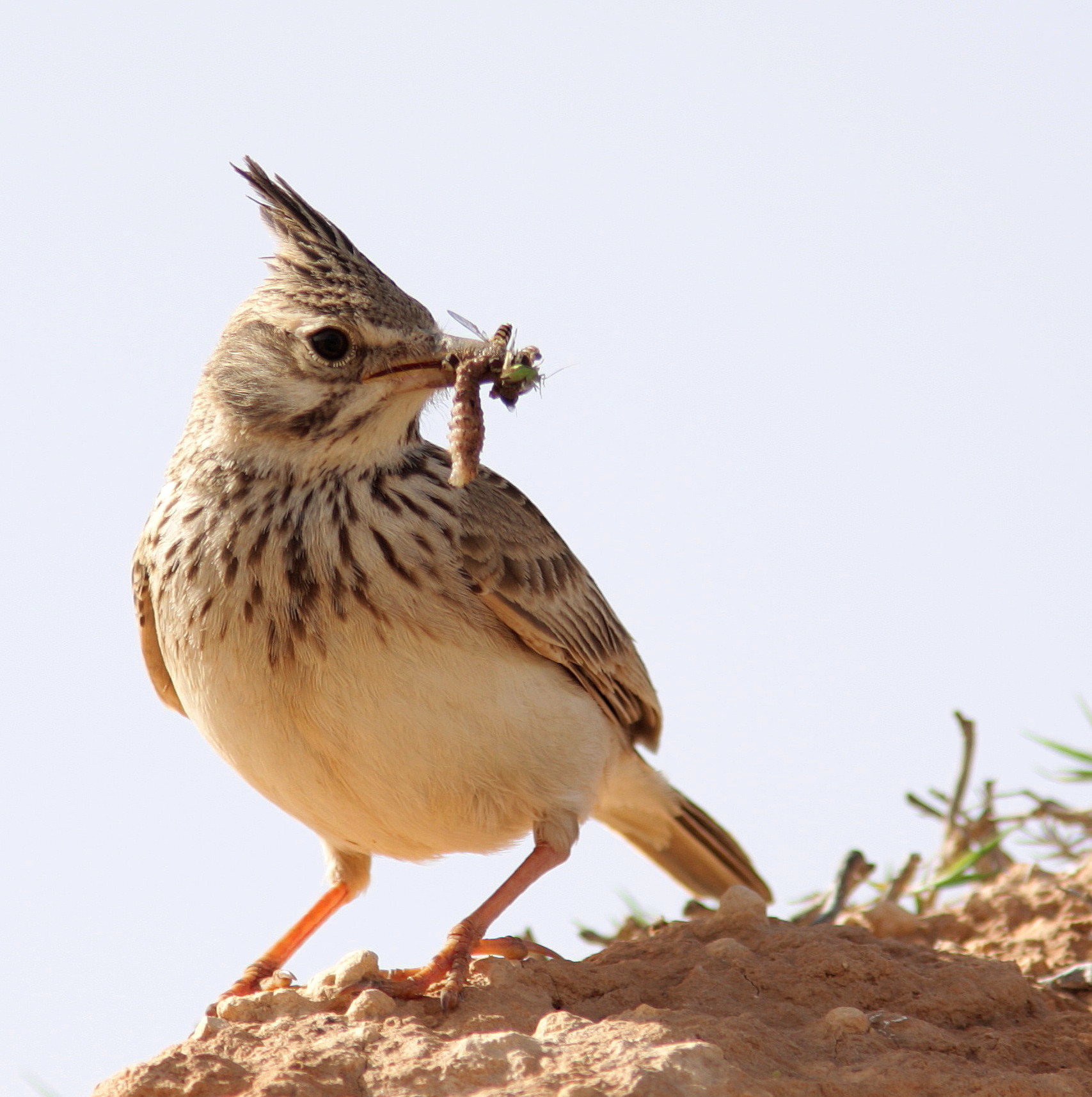 Crested lark