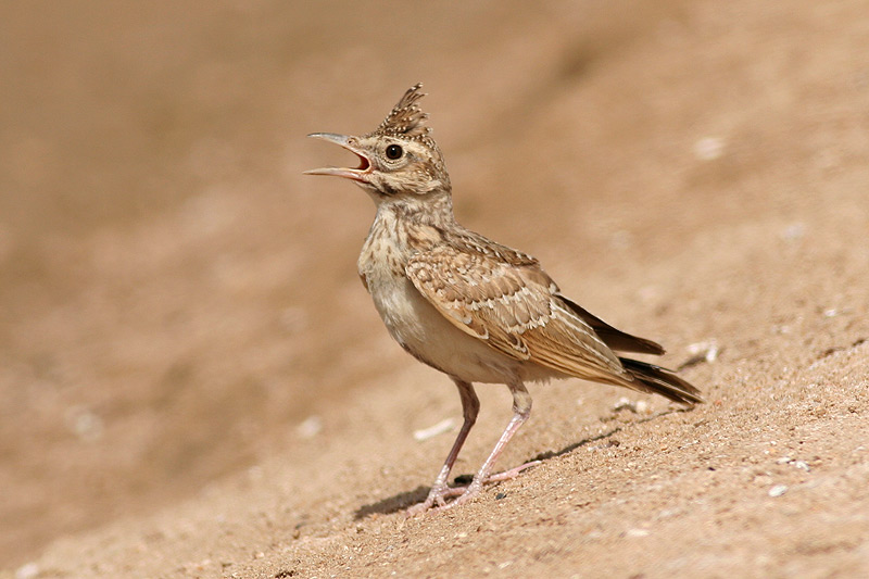 Pretty Crested lark