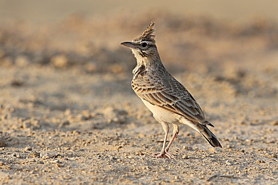 Pretty Crested lark