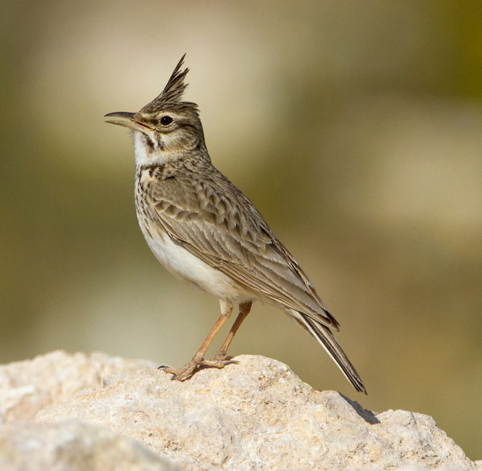 Pretty Crested lark