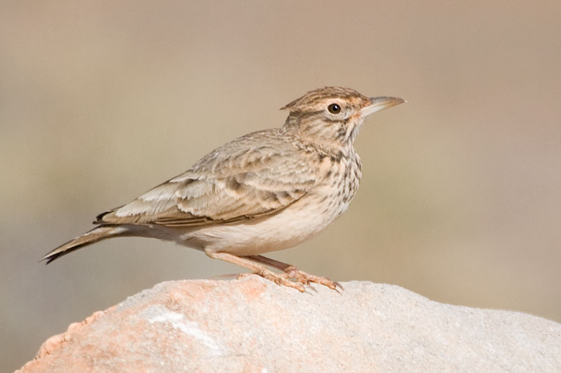 Pretty Crested lark