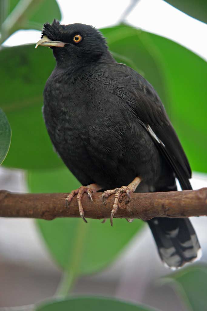 Crested myna