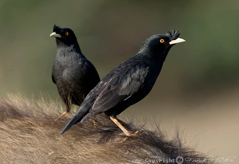 Pretty Crested myna