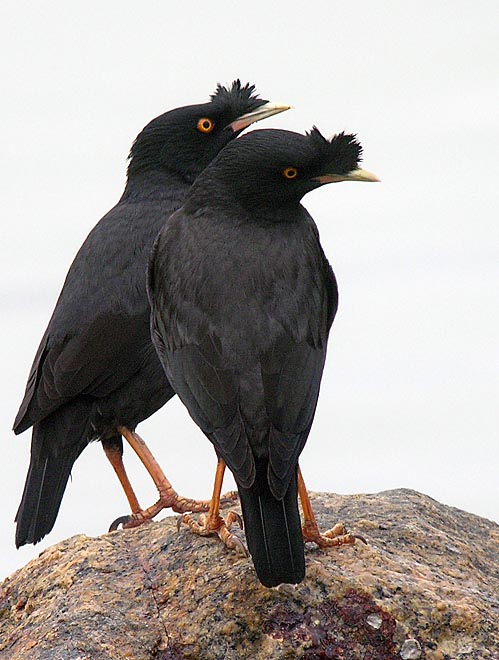 Pretty Crested myna