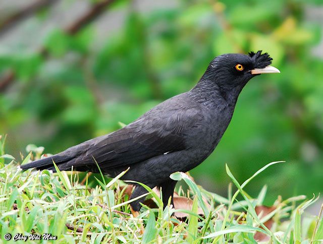 Pretty Crested myna