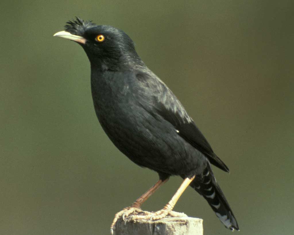Pretty Crested myna