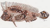 Crested scorpionfish