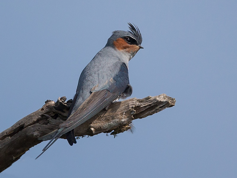 Crested tree swift