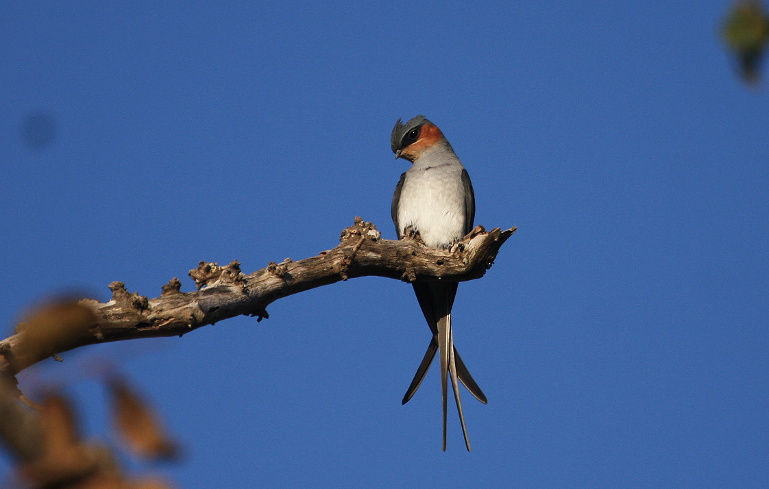 Pretty Crested tree swift