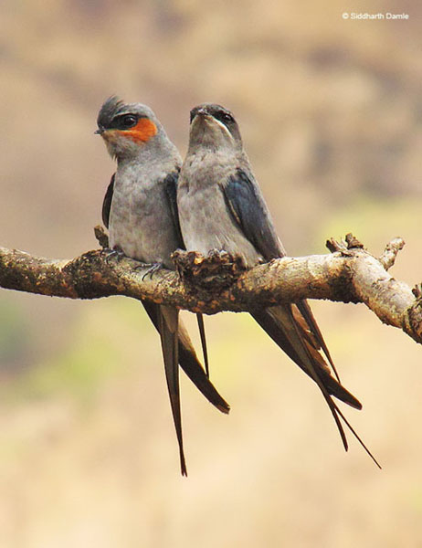 Pretty Crested tree swift