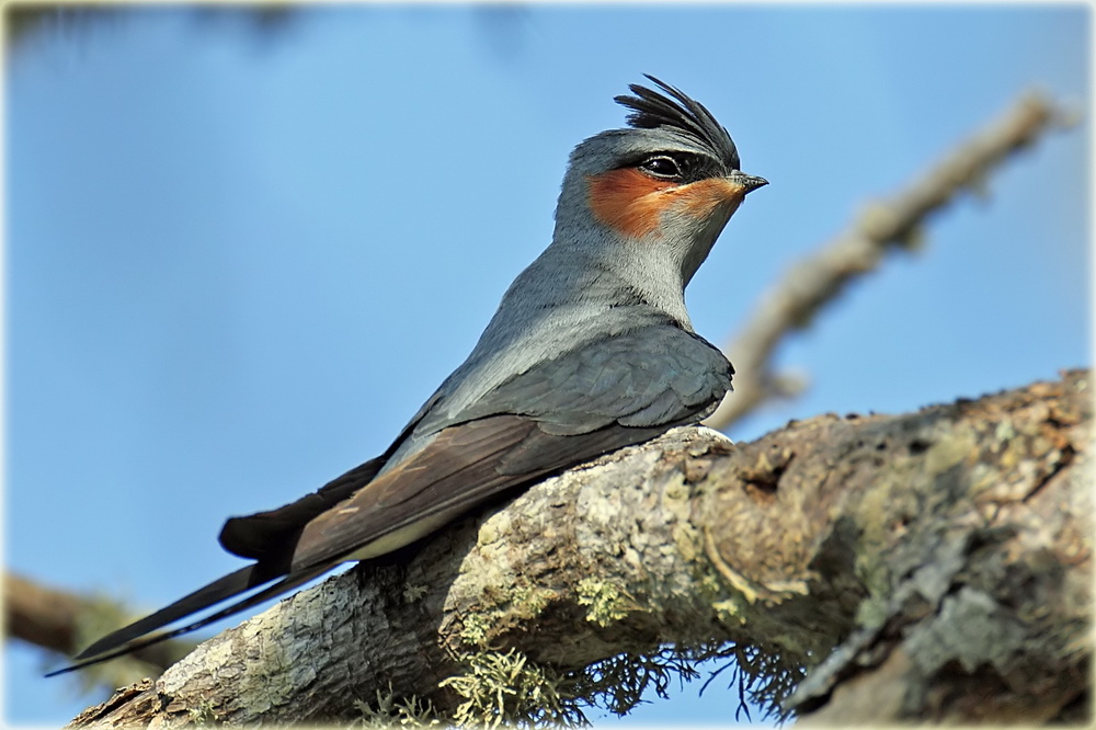 Pretty Crested tree swift