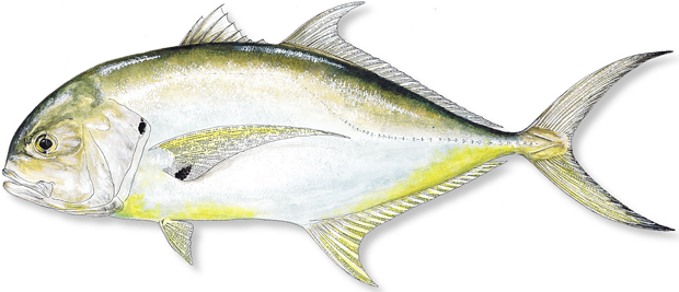 Crevalle jack