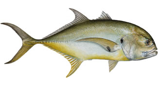 Pretty Crevalle jack