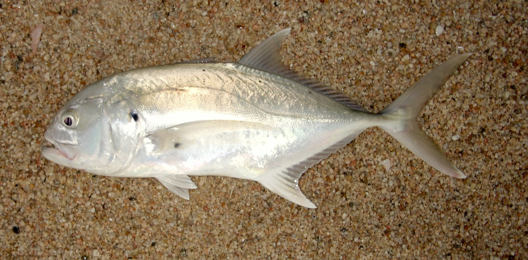 Pretty Crevalle jack