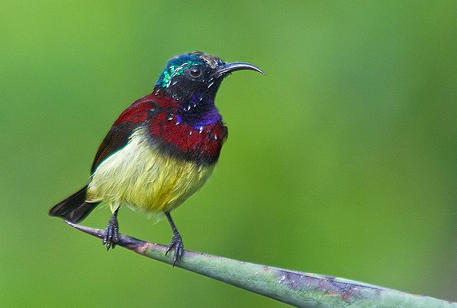 Crimson-backed sunbird