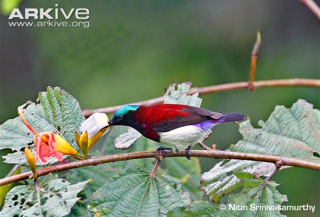 Pretty Crimson-backed sunbird