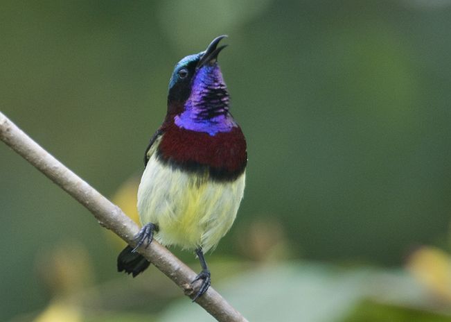 Pretty Crimson-backed sunbird