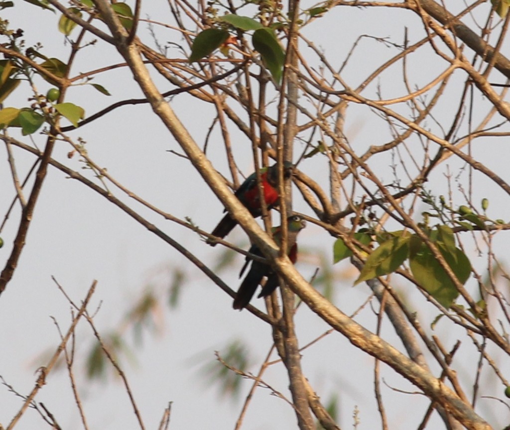 Crimson-bellied oriole