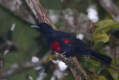 Pretty Crimson-bellied oriole